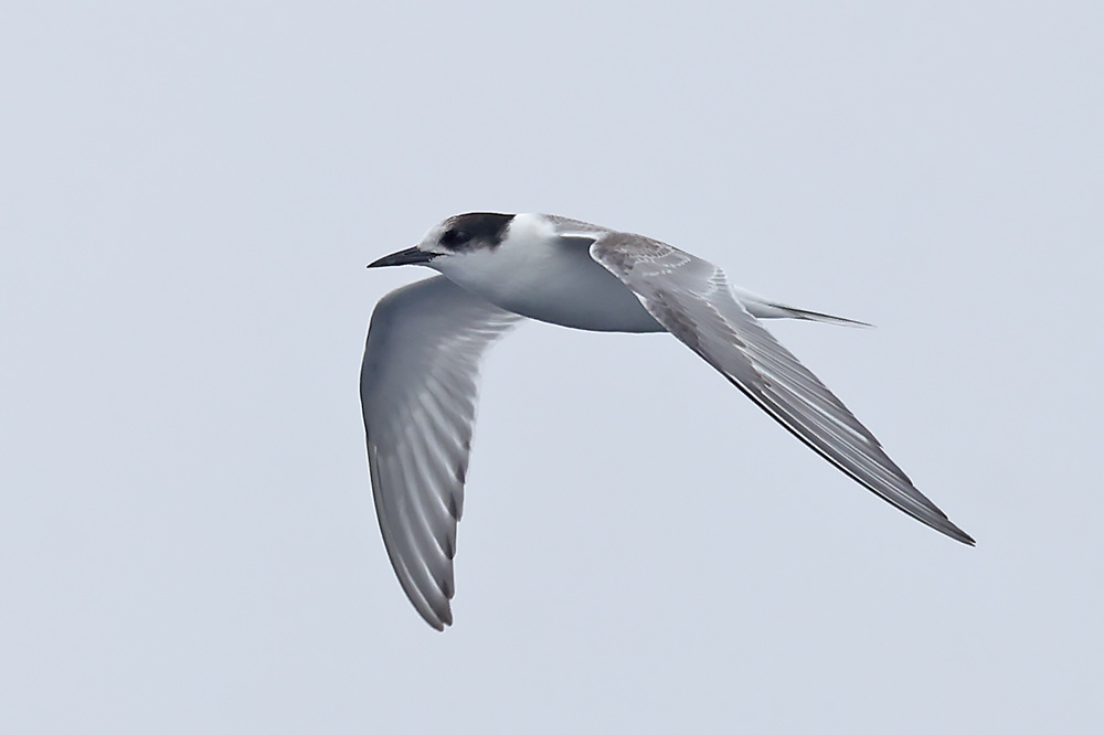 Arctic tern